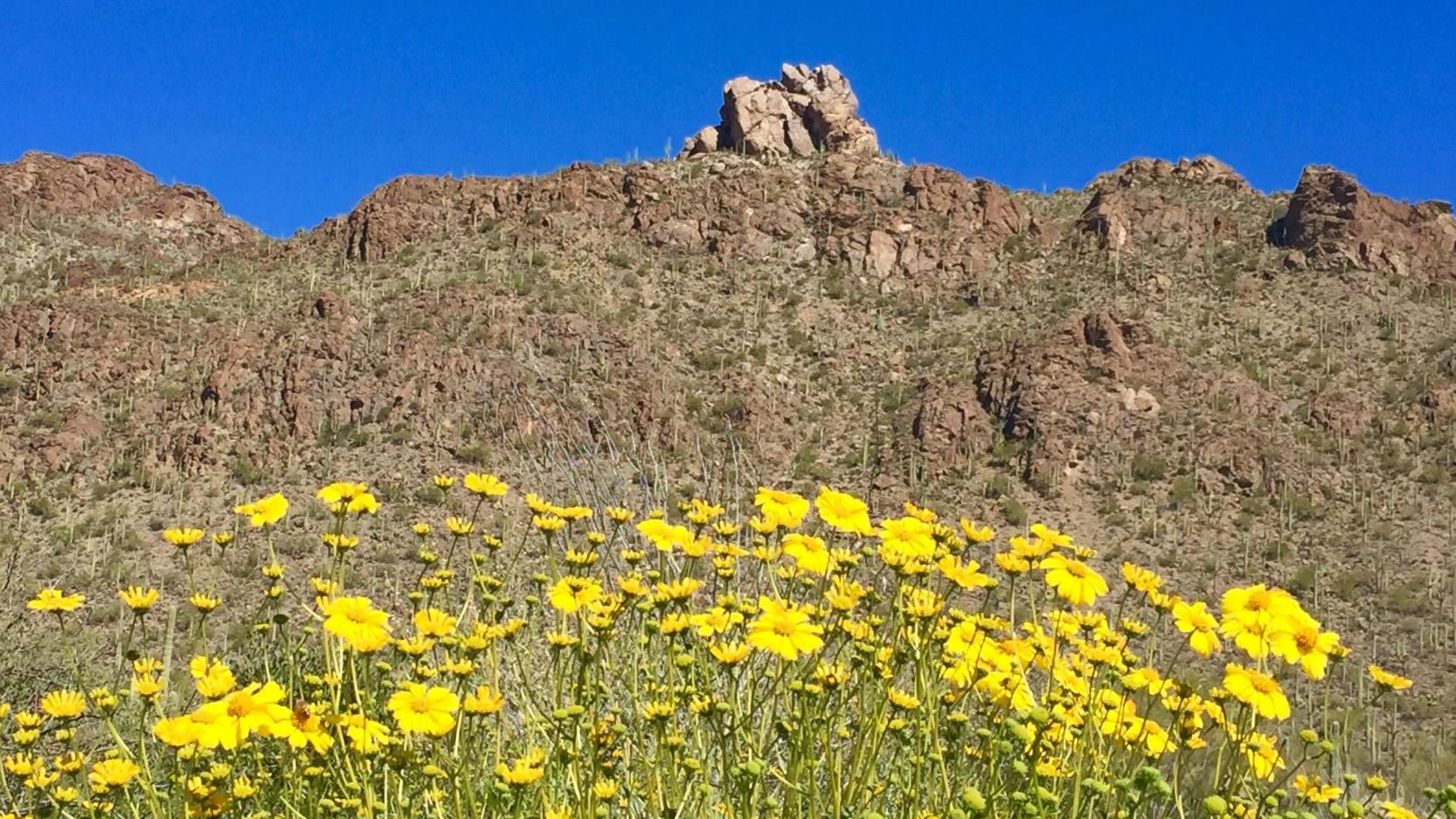 Tucson Mountains in bloom
